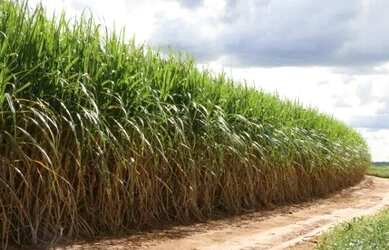 Imagem: A chácara possui 314.600m² de Área, Imóvel novo e está