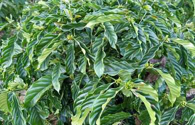 Imagem 5: MIMOSO COM 7 MIL PÉS DE CAFÉ COM CASA ENERGIA E MUITA ÁGUA