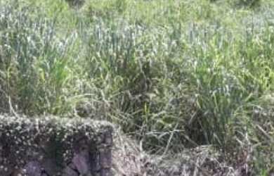 Imagem 7: Terreno no bairro Freguesia (Jacarepaguá