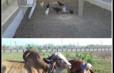 Imagem 12: Terreno no Fazenda Real. 420m² de Área