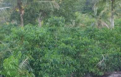 Imagem: Fazenda/Sítio/Chácara para venda com 0 metros quadrados