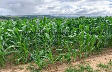Imagem 6: Fazenda com 129 alqueires em Bofete - SP Nogueira Imóveis Rurais