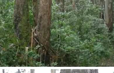 Imagem: A fazenda possui 300m² de Área e está localizado em Vila