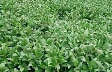 Imagem 2: Excelente fazenda dupla aptidão com 969 hectares à venda em Arinos -...