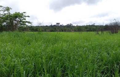 Imagem: A fazenda possui 450000-0m² de Área e está localizado em