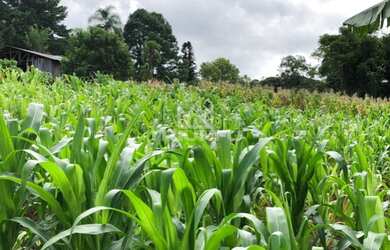 Imagem 16: Sítio Chácara com venda por R$259.000