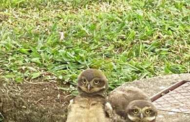 Imagem 14: Terreno à venda, 578 m² por R$ 618.000,00 - Alphaville Jacuhy - Serra/ES