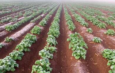 Imagem: A fazenda está localizado em Serranópolis, GO à venda por