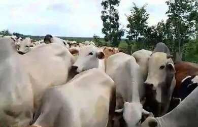 Imagem 4: Excelente fazenda dupla aptidão com 969 hectares à venda em Arinos -...