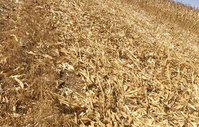 Imagem 7: Fazenda em Divinopolis. Lavoura