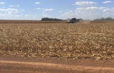 Imagem 3: Fazenda em Divinopolis. Lavoura