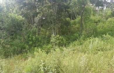 Imagem 5: Sítio para Venda em Taquara, Fazenda Fialho