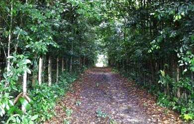 Imagem 11: Terreno à venda, 480 m² por R$ 105.000,00 - Bonança - Moreno/PE