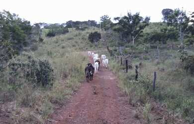 Imagem 5: Fazenda 6,8 Alqueires - Casa - 59 km de Palmas - Água por Gravidade
