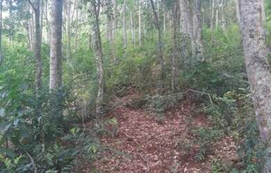 Imagem 4: Sítio para Venda em Taquara, Fazenda Fialho