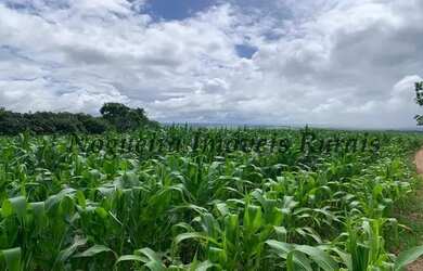 Imagem 16: Fazenda com 129 alqueires em Bofete - SP Nogueira Imóveis Rurais