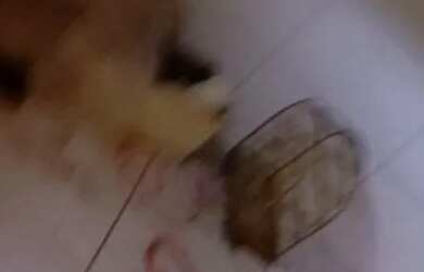 Imagem 3: Casa pra alugar. Varanda, 130m² de Área, 4 Vagas na garageme2 Dormitórios