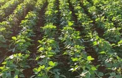 Imagem 2: Área à venda, 580800 m² por R$ 3.500 por Saca de Soja - Zona Rural...