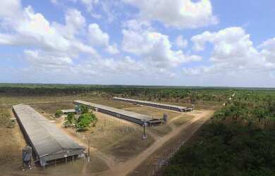Imagem 15: R$5 milhões de reais 3 galpão granja 75 mil frangos em pleno funcionamento...