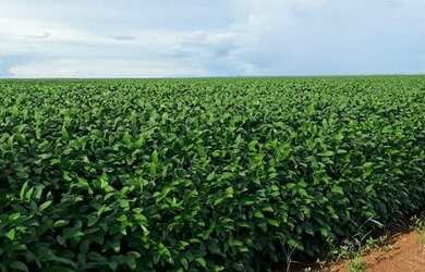 Imagem: A fazenda está localizado em Plano Diretor Sul, Palmas à venda