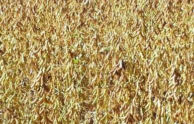 Imagem 2: Fazenda em Divinopolis. Lavoura