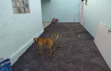 Imagem 9: Casa com 2 dormitórios à venda, 80 m² por R$ 135.000,00 - Solo Sagrado...