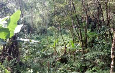 Imagem 15: 20 mil MTS rico em agua 79 mil reais 14 km da rodovia Regis Bittencourt