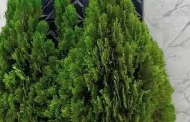 Imagem: O apartamento à venda possui 2 Dormitórios, 1 Banheiro e 1