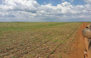 Imagem 14: Fazenda em Divinopolis. Lavoura