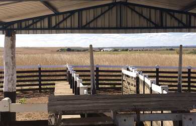 Imagem 11: Fazenda em Divinopolis. Lavoura