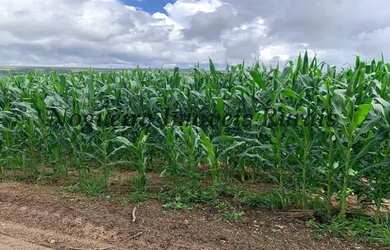 Imagem 2: Fazenda com 129 alqueires em Bofete - SP Nogueira Imóveis Rurais