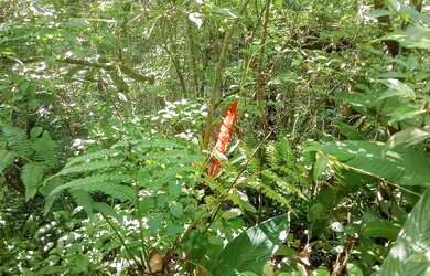 Imagem 13: 20 mil MTS rico em agua 79 mil reais 14 km da rodovia Regis Bittencourt