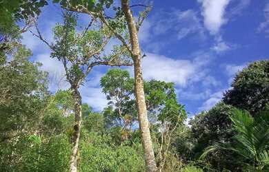 Imagem 3: 20 mil MTS rico em agua 79 mil reais 14 km da rodovia Regis Bittencourt