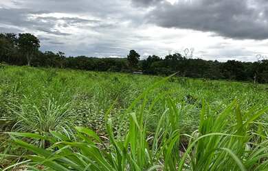 Imagem 2: Fazenda Niquelandia. 1.580.000m² de Área