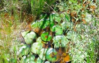 Imagem 7: Fazenda à venda, 270 Hectares por R$ 3.500.000 - Região de Mamanguape-PB