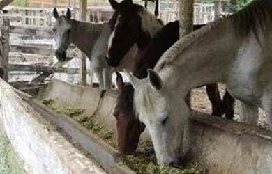 Imagem: A fazenda possui 60.000m² de Área e está localizado em Itatiaiuçu