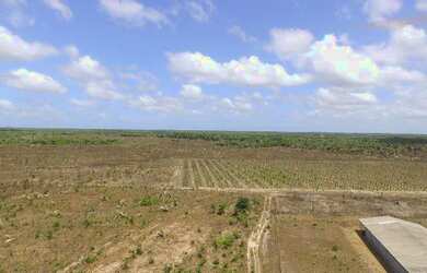 Imagem 7: R$5 milhões de reais 3 galpão granja 75 mil frangos em pleno funcionamento...