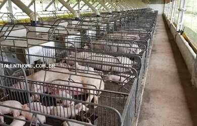 Imagem 3: Área Rural para Venda em Ouro Verde do Oeste