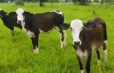 Imagem: A chácara está localizado em Parque Vila Real, Novo Horizonte