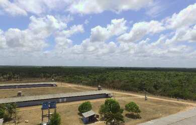 Imagem 4: R$5 milhões de reais 3 galpão granja 75 mil frangos em pleno funcionamento...
