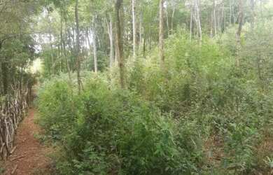 Imagem 3: Sítio para Venda em Taquara, Fazenda Fialho