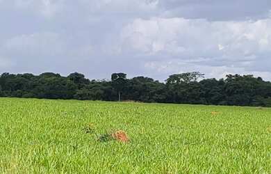 Imagem 10: Fazenda 80 alq. Em trindade 300 mil.p/ alq. Pega 40% aptos Goiânia 24 milhoes