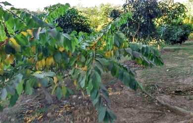 Imagem 6: Sítio, Região de Porto Feliz SP