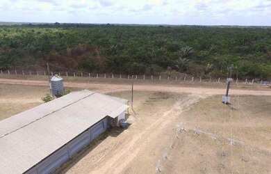 Imagem 14: R$5 milhões de reais 3 galpão granja 75 mil frangos em pleno funcionamento...