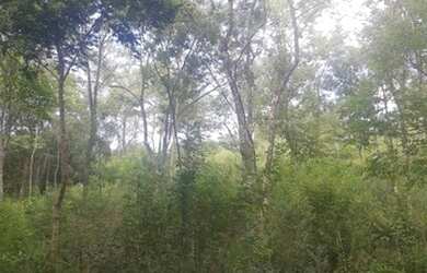 Imagem 1: Sítio para Venda em Taquara, Fazenda Fialho