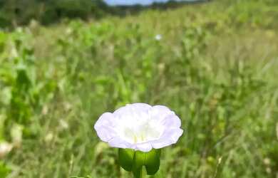 Imagem: Apenas 5 lotes para venda com 500 metros quadrados em Colégio