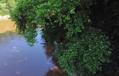 Imagem 6: Vendo Pesqueiro beira Rio Aquidauana 4 he