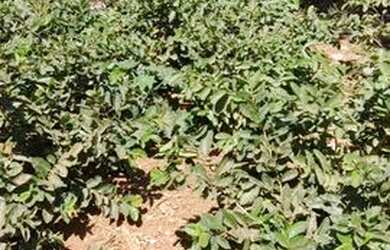 Imagem: O terreno possui 300m² de Área e está localizado em Vila