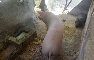 Imagem 16: Linda Fazendinha 15 Hec, Cultura, Lagoa, Pomar Variado, Distrito São Gonçalo do Bação, Ita