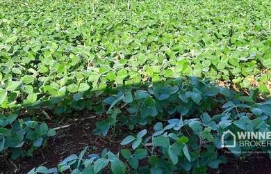 Imagem 3: Área à venda, 580800 m² por R$ 3.500 por Saca de Soja - Zona Rural...